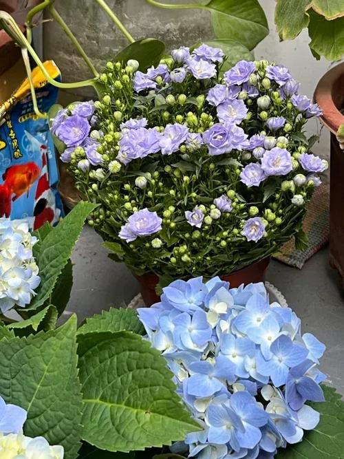 绣球花蔫了多久能缓过来图标