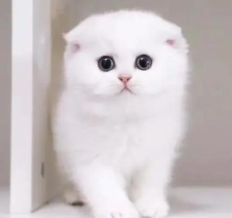 《大院往事》by苏格兰折耳猫