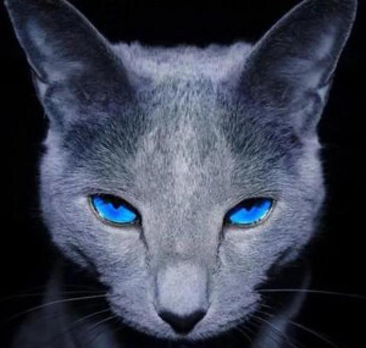 蓝猫脚垫什么颜色为好