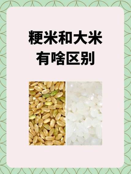 粳米和大米的区别图片游戏截图