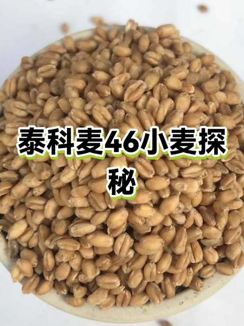 麦小姐是什么意思图标