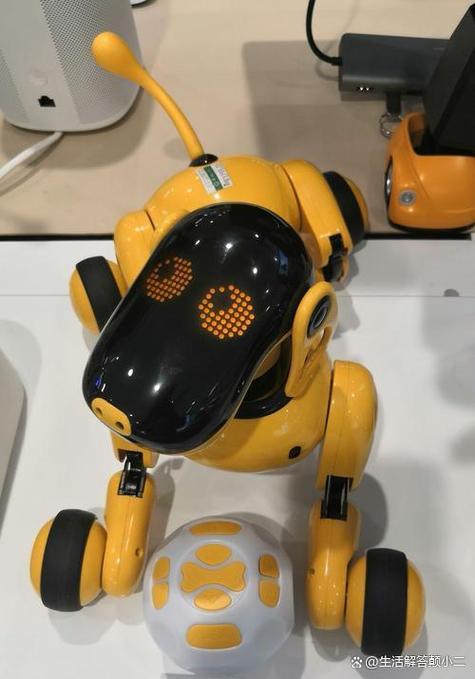 宠物可以往哪些方向发展