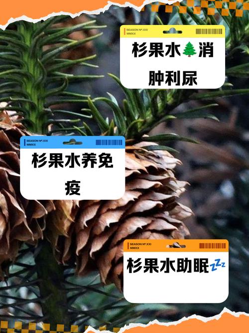 杉果怎么买冰原