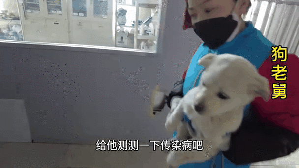 小狗得了细小病怎么治疗能好图标